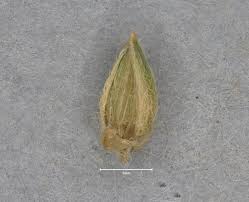 Image result for Cyathula polycephala