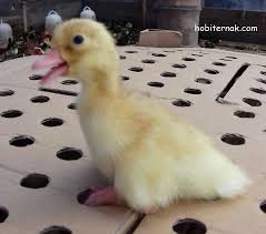 Pasti anda pernah merasa ada titik hitam pada mata, sebutan gangguan pada indra penglihatan ini adalah eye floaters, jika dibiarkan retina bisa robek. Daftar Harga Terbaru Dod Bebek Hibrida Pedaging Di 2021