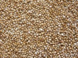 Image result for Paspalum scrobiculatum