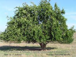 One particular pest control technique that is highly touted is the use of a tree fruit that is called a hedge apple. Facts And Myths About Hedge Apples