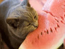 # hippo # hippo crushes watermelon # hippo eats watermelon. Today I Realised That Cats Eating Watermelon Are Hilarious Why 85303159 Added By Heafi At Cat