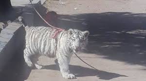 Maybe you would like to learn more about one of these? Es Una Impresion O Las Mascotas Exoticas Estan De Moda Captan A Cachorro De Tigre Blanco En Durango