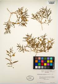 Image result for Discopodium penninervium