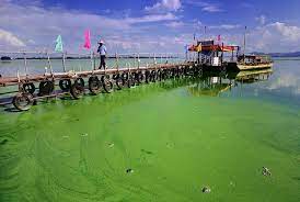 What Is Nitrogen Pollution Impact And Impressive Solutions To Nitrogen Pollution Conserve Energy Future