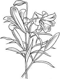 Identify 15 different creatures in these animal coloring sheets. Lily Coloring Pages Dibujo Para Imprimir Lily Coloring Pages Dibujo Para Imprimir Dibujo Para Imprimir