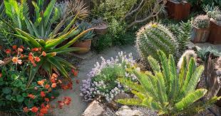 Image result for Ursinia montana