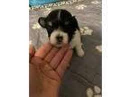 These adorable little sweeties have been very well. Puppyfinder Com Havanese Puppies Puppies For Sale Near Me In New Jersey Usa Page 1 Displays 10