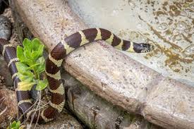 What do garden snakes drink. Nature Watch Do Snakes Drink Borrego Sun