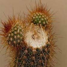 It is possible to save a rotting cactus as long as the damage isn't severe, be sure to take action as soon as you notice any signs of rot on your cactus plant. How To Save A Rotting Cactus Laidback Gardener
