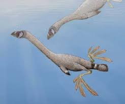 Image result for Dinophora spenneroides