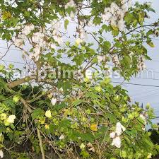 Image result for Gossypium