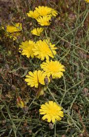 Image result for Launaea rogersii