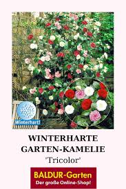 Zudem wird ein jungpflanzensortiment angeboten. Winterharte Garten Kamelie Tricolor In 2020 Winterhart Immergrune Straucher Straucher Pflanzen