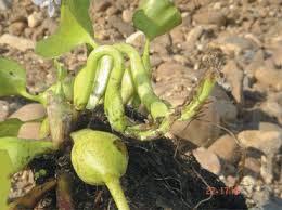 Image result for Monochoria africana