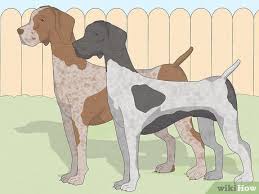 German shorthaired pointers are more intense than english pointers in nearly every way. 3 Ways To Identify A German Shorthaired Pointer Wikihow Pet