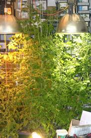 If high pressure sodium lights aren't the most popular lighting systems used in cannabis grows, they are most definitely among the top 3 with florescent and after i feel the plant is strong enough to take the intensity from the high pressure sodium(it has several sets of leaves), i will replace the cfls. How To Make A Metal Halide Hps Grow Light Hps Grow Lights Grow Lights Indoor Gardens