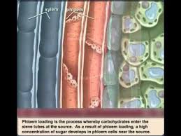 phloem loading transport sucrose from