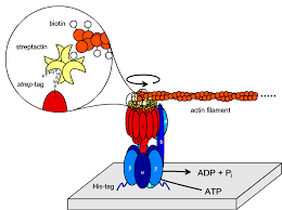 Atp synthase is one of the wonders of the molecular world. Media