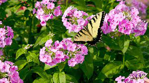 Maybe you would like to learn more about one of these? Flowers That Will Attract Butterflies Garden Gate