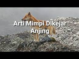 Check spelling or type a new query. Arti Mimpi Dikejar Anjing Menurut Islam Primbon Dan Psikologi Youtube