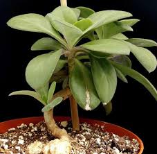 Image result for Kleinia fulgens