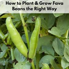 I tend to think so but would have to be ongoing. How To Plant And Grow Fava Beans Successfully Together Time Family