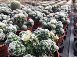 Breeding an emerald chicken in sky factory 3 can be harder than it sounds. Visiting Sheng Yuan Cactus Garden In Tianwei Everlasting Journey