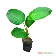 Lihat juga resep pecak jantung pisang ikan asap enak lainnya. Tanaman Hias Daun Pisang Calathea Lutea Shopee Indonesia