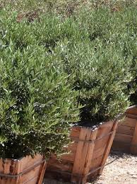 Image result for Olea