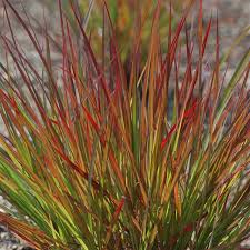 Image result for Andropogon textilis