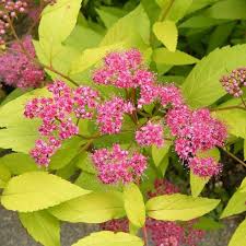 Image result for spirea japonica gold princess