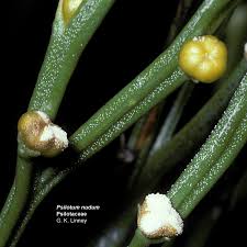 Image result for Psilotum nudum