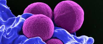 5 Life Lessons From Your Immune System World Economic Forum In 2020 Centers For Disease Control And Prevention Immune System Adaptive Immune System