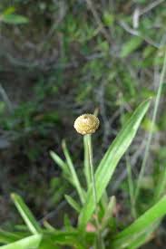 Image result for Syngonanthus wahlbergii