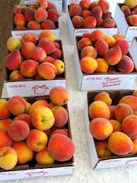 Ripening dates approximate ripening dates. Fredericksburg Chamber Of Commerce Gillespie County Peaches Are Here And Plentiful Check For The Ripening Dates Of Your Favorite Varieties Http Www Texaspeaches Com Ripedate Html Facebook