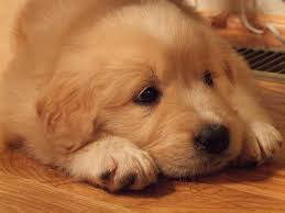 We have been breeding these two special dog lines for over fifteen years with much success in creating the perfect family pet!. Golden Pyrenees Dog Breed Health Training Feeding Puppies And Temperament Petguide