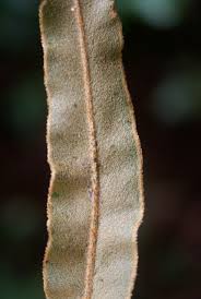 Image result for Elaphoglossum lancifolium