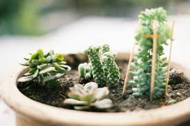 Succulent grow lights 101 do my succulents need a grow light? Grow Lights For Succulents Guide With Pictures Succulents Network