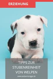 Um das lösen innerhalb des hauses zu vermeiden, musst du deinen hund genau beobachten. Pin Auf Welpenerziehung Welpen Tipps