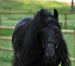 Maybe you would like to learn more about one of these? Meet The Most Handsome Horse In The World Frederik The Great