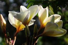 768 x 1024 jpeg 365 кб. Flowering Tree Picture Of University Of South Florida Botanical Gardens Tampa Tripadvisor