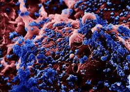 Pin Su Micro World Of Bacteria