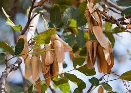 Image result for Schinopsis