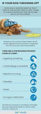 Best Home Remedies For Dog Vomiting Dogs Naturally Dog Throwing Up Dog Remedies Throwing Up