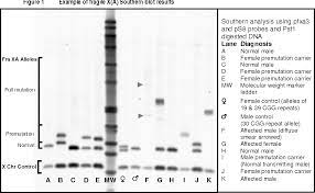 Figure 1 From Genetic Test For Fragile X Syndrome Semantic Scholar