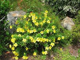 Plants Flowers Allamanda Cathartica