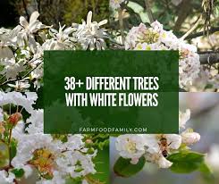 The following wildflower identification index contains pictures of wildflowers found in the state of texas. 38 Different Trees With White Flowers Photos Identification Guide