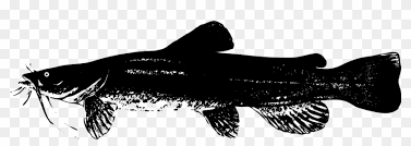 Unduh sumber grafik gratis dalam bentuk png, eps, ai atau psd. Catfish Fish Animal Gambar Vektor Ikan Gabus Clipart 2687076 Pikpng