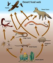 Does the first link depict a producer, the with a continued focus on the sonoran desert, students are introduced to the concepts of food chains and food webs. Wildlife The Hot Desert Biome