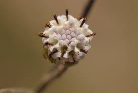 Image result for Senecio hochstetteri